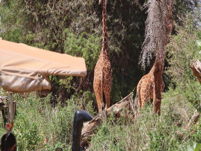 Vila Saruni Samburu Exteriér fotografie